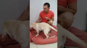 Воспитание щенка лабрадора