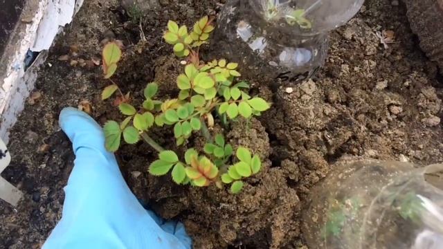 Хотите РОЗУ из черенка?-Вам НЕОБХОДИМО это знать:КОГДА открывать?и КАК высаживать?????? смотреть онлайн