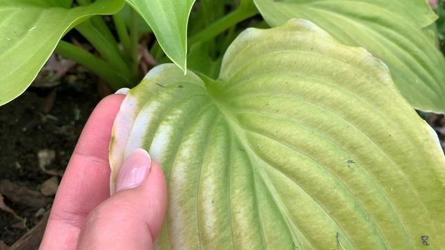 Ну что происходит в этом году на юге/ Успеть пока погода хорошая/ Плюсы сезона дождей смотреть онлайн