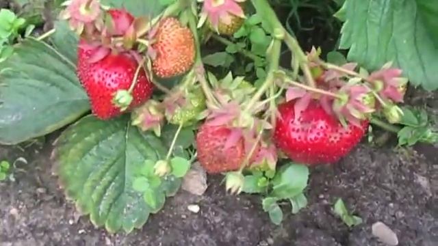 Примелла - сорт клубники смотреть онлайн