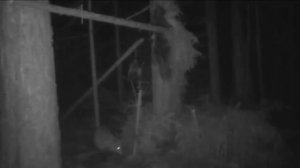 Лиса в капкане КП-250