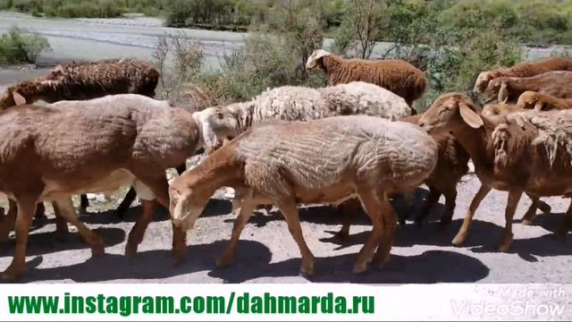 Красные овцы и саги дахмарда из селения Гузн Мукима на перегоне в Айнинском районе. смотреть онлайн