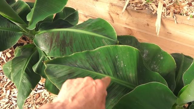 Паутинный клещ: 2 способа избавления от клеща без химии! Как избежать повторного заражения? смотреть онлайн