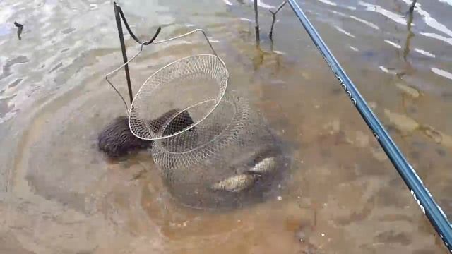 Норка хочет кушать. Почему бы не достать себе немного рыбки? Приколы на Рыбалке! смотреть онлайн