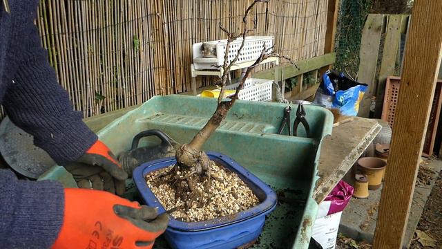 Making a Bonsai Memorial to my WIFE (Zita's Apple) смотреть онлайн