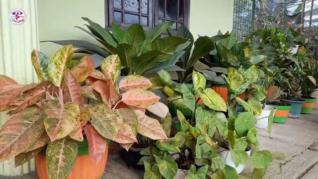 MENIKMATI MASA PENSIUN BIAR AWR MUDA & SEHAT WAL AFIAT 🤲 BUDIDAYA TANHIAS AJA KERNA MENGUNTUNGKAN 🪴 смотреть онлайн
