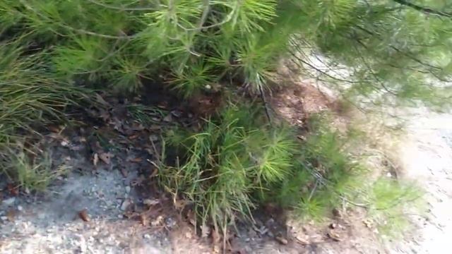 УПАЛ С ГОРЫ. Лазаревское. Сочи. Чёрное море. смотреть онлайн