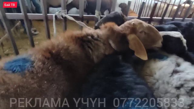 КОЙ ТЫГЫЛЫП КЕТТИ| САТЫЛГАН АЗ! #байтв #малбазар2022 смотреть онлайн