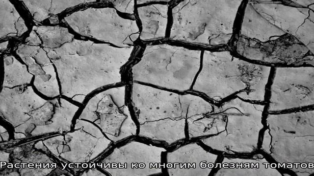 Выращиваем на даче засолочные сорта помидор смотреть онлайн