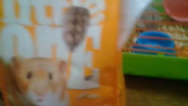 что нужно чтобы зовести дома хомяка смотреть онлайн