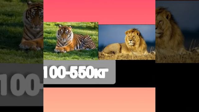 Лев против тигра!!!? смотреть онлайн