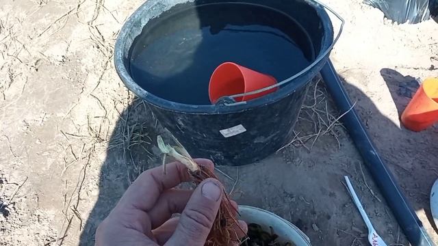 #хорошотамгдемыесть Альбион,Сан Андреас///Новые НСД (ремонтантные)сорта на нашем участке!!! смотреть онлайн