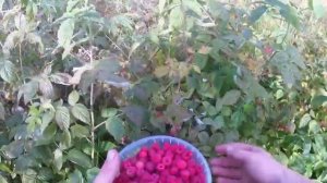 Сбор дикой малины.2022г