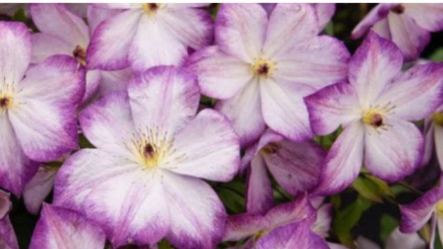 Клематисы из питомника: распаковка и обзор саженцев смотреть онлайн