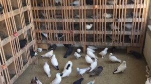 #Pigeons.Для чего режут крылья голубей.