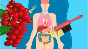 ЛИМОННИК КИТАЙСКИЙ ПОЛЕЗНЫЕ СВОЙСТВА И ПРОТИВОПОКАЗАНИЯ