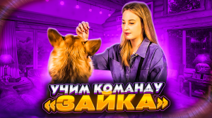 Учим собаку команде «ЗАЙКА»/ Как научить собаку команде «Зайка»?!