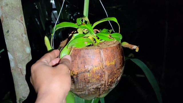 How to Plant Pitcher Plant in Different Ways смотреть онлайн