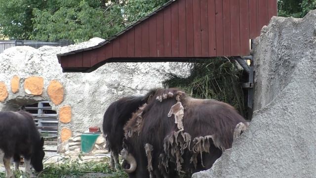 Поехали в Московский зоопарк! смотреть онлайн