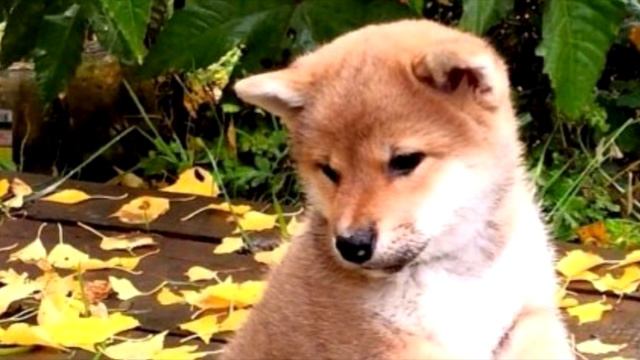 Что я сделал! За что вы меня выбросили! смотреть онлайн