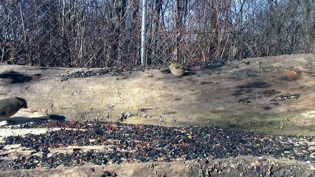 TV FOR CATS (OVER 8 HOURS OF BIRDS AND SQUIRRELS NO LOOPING) смотреть онлайн
