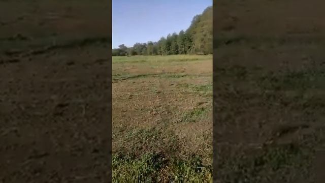 Засев полей травой для Белого Амура смотреть онлайн