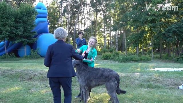 Конкурс пар. Ирландские волкодавы и уиппеты. Чемпионат Островных Борзых. смотреть онлайн