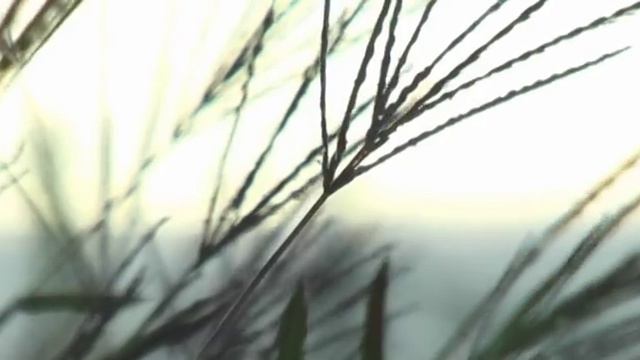 Panasonic PV-GS500 test shots смотреть онлайн