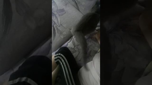 Как узнать что кошка беременна как я узнала смотреть онлайн