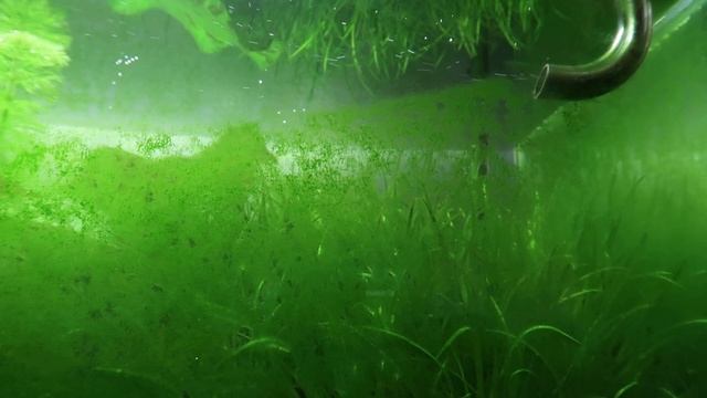 GDA - аквариум на карантине смотреть онлайн