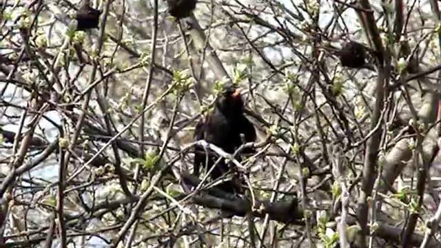 Common Blackbird | Чёрный дрозд (Turdus merula), самец (певчие птицы России) смотреть онлайн