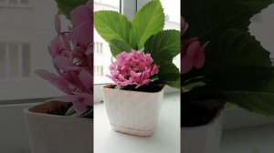 Гортензия крупнолистная комнатная🌼👍