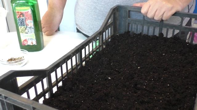 Не Забывайте ПРО ЭТО При Посеве Томатов. Садим-сеем. смотреть онлайн