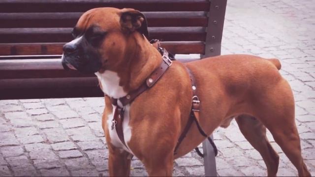 🐕🐶5 умных собак в мире🐶🐕 смотреть онлайн