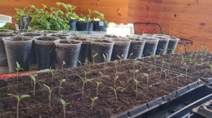 Сеем томаты монгол и монгольский карлик