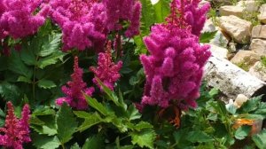 АСТИЛЬБА/ОПИСАНИЕ/УХОД