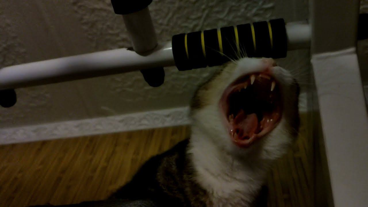 Wild Cat's RoaR #paramonpictures