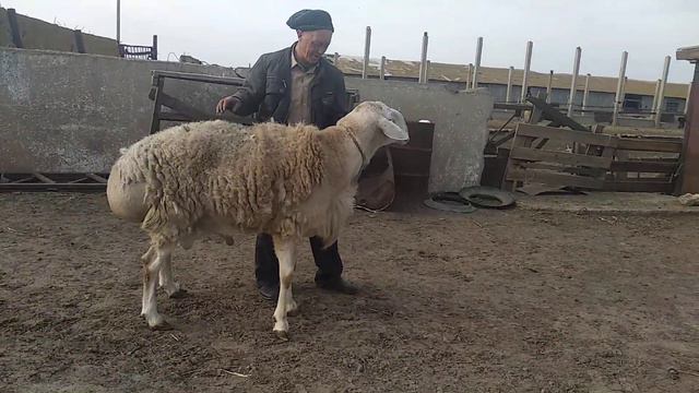 Вывели Шаха постричь копыта так как он не хочет дружить с полем. кочкарами и не ходит на патбище! смотреть онлайн