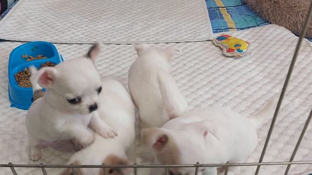 красивые чихуахуа ПРОДАЖА питомник Кастропуло Крым смотреть онлайн