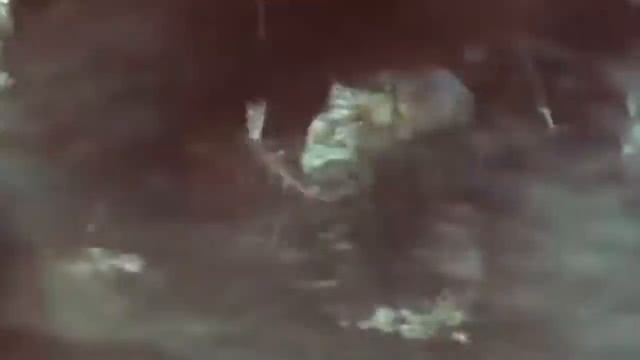 Antelope Powerful of Horrible Horns Causing The Lions To Panic – Python, Crocodile, Snake, Buffalo смотреть онлайн