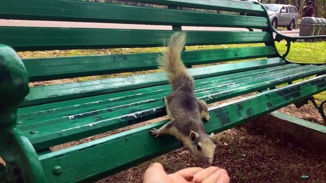 Жизнь уличного музыканта в Бангкоке или как зарабатывать в путешествии смотреть онлайн