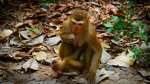 Rainbow not accept listen & comfort from Luna cuz she feels unhappy with Libby not let her get milk смотреть онлайн