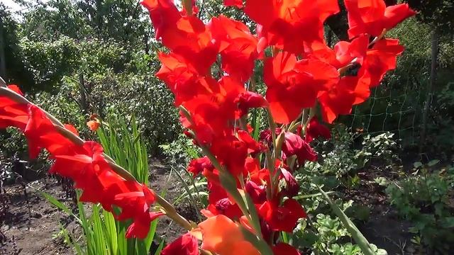 Гладиолусы. Gladiolus. смотреть онлайн