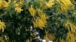 ?Цветение Мимозы в Сочи весна февраль 2021г Цветы в саду Мимоза символ весны?