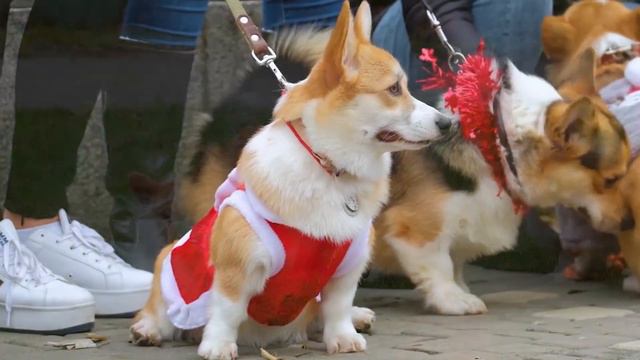 5 Things I Wish I Knew Before Getting a Corgi 😱 From Personal Experience