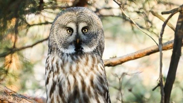 Звук совы: как кричит сова? смотреть онлайн