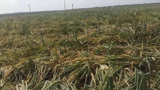 Как вариант на зелень - лук Халцедон смотреть онлайн