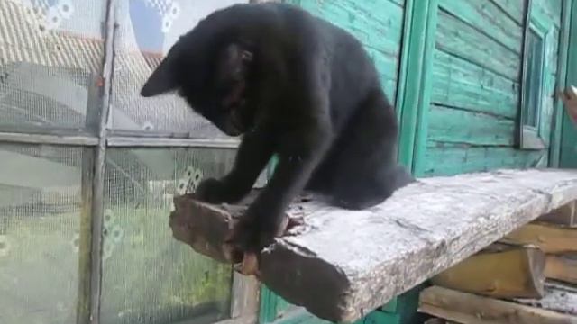 Кошка-бобёр)))