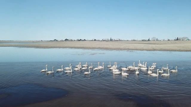 Лебеди и утки - Бурятия, Кабанский район, Закалтус - панорама с квадракоптера. смотреть онлайн