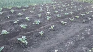 фреза к триммеру с окучником.